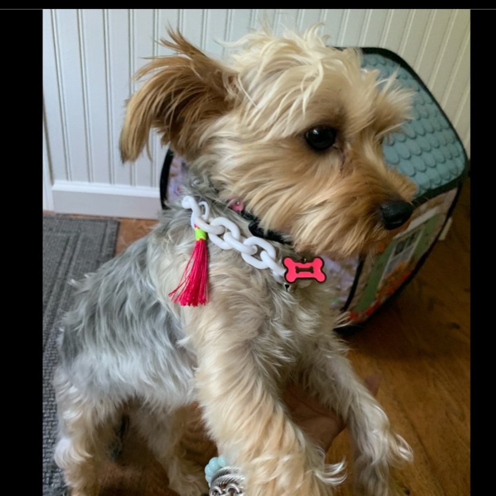 Youly Dog Necklace 👑 🍒
